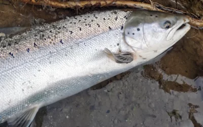 Il faut sauver le Saumon Béarnais